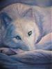 White Wolf Alue's Avatar