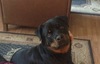 rottweiler's Avatar