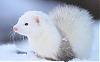 SnowFerret's Avatar